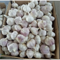 High Quality Bulk Garlic Hot Sales